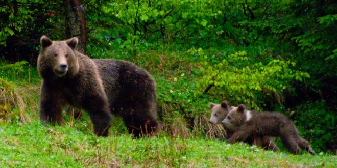 Băile Tuşnad: Turişti speriaţi de urşi