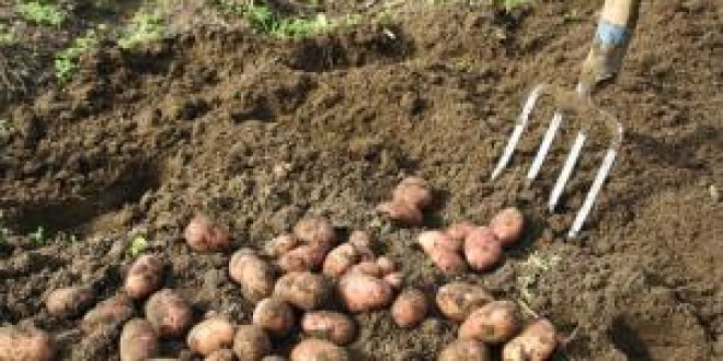 La cartofi: Recoltă mai mare şi preţ mai bun decât anul trecut