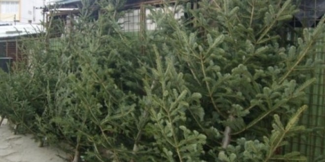 La fel ca în ultimii ani, în această perioadă, Direcţia Silvică va comercializa aproximativ 1.000 de pomi de Crăciun