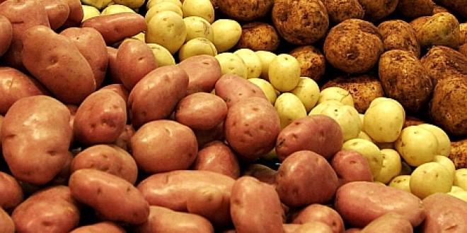 Preţul cartofului din import a stabilit şi plafonat preţul de vânzare al cartofului autohton