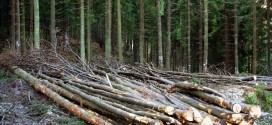 Şi în acest an cererea pentru lemnul de foc oferit spre vânzare populaţiei de Direcţia Silvică Harghita a rămas scăzută