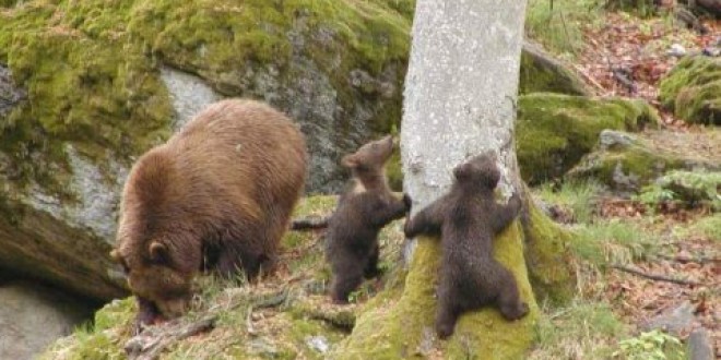 <h5><i>Urşii şi-au reînceput vizitele în zonele locuite:</i></h5>Aseară, două apeluri sesizau prezenţa unor urşi în Voşlăbeni, respectiv în zona Odorhei