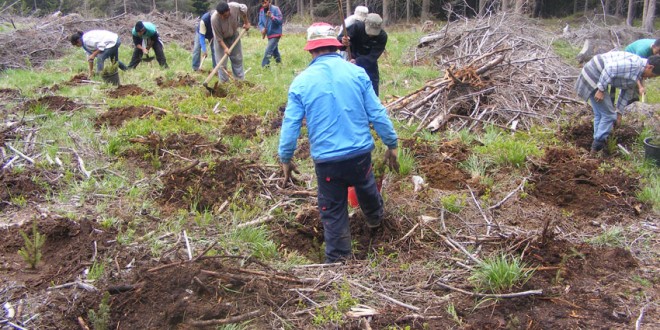 Campania de împădurire din primăvară pe suprafeţele administrate de DS Harghita, finalizată