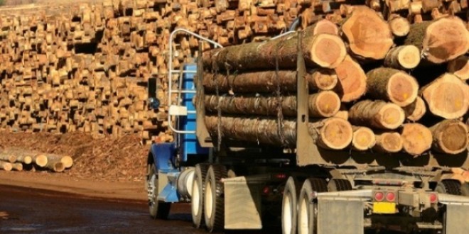 Licitaţiile Direcţiei Silvice privind valorificarea masei lemnoase boicotate de agenţii economici nu au afectat activitatea instituţiei