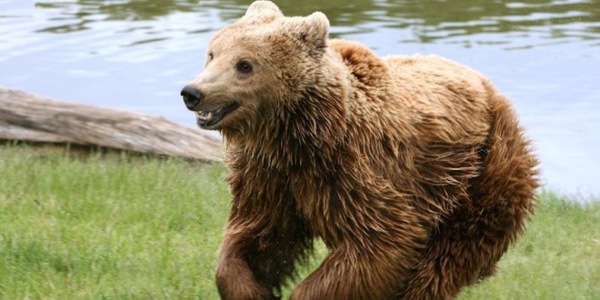 Urşii – un potenţial valoros pentru regiune
