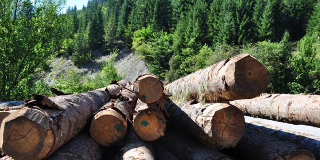 Cantitatea de material lemnos tăiată ilegal a scăzut de 3 ori faţă de aceeaşi perioadă a anului trecut