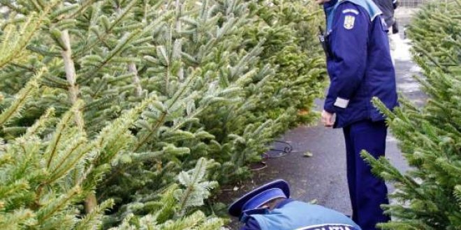 Un număr de 211 de pomi de Crăciun au fost confiscaţi în acest an