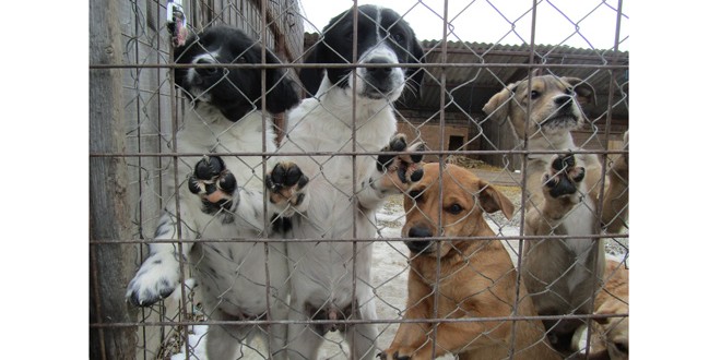 Miercurea-Ciuc: Jumătate dintre câinii din adăpostul de la marginea oraşului, abandonaţi de stăpâni