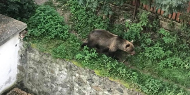 Miercurea Ciuc: Un urs, care a îngrozit locuitorii din preajma Colegiului Naţional „Octavian Goga”, a fost împuşcat