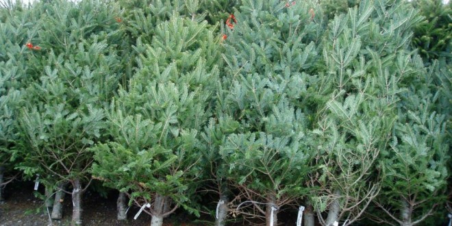 Aproximativ 1.200 de pomi de Crăciun scoşi la vânzare de Direcţia Silvică Harghita