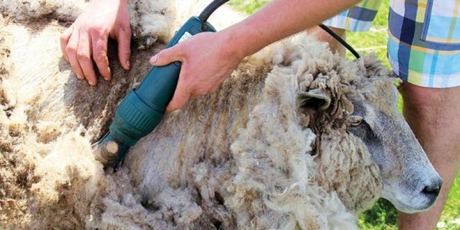 Programul de susţinere a crescătorilor de ovine pentru comercializarea lânii continuă şi în acest an