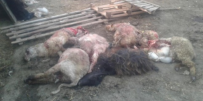 Ursul a atacat la o stână din Avrămeşti; 15 animale au fost ucise de animalul sălbatic înfometat