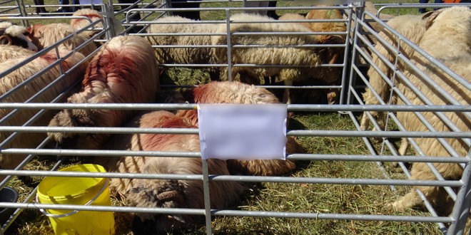 Târgul de produse tradiționale și Expoziția de animale care trebuia să aibă loc în Corbu au fost anulate
