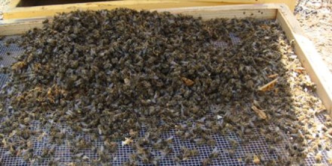 Cea mai slabă producţie de miere din 1946 încoace; dezastru la stupăritul staţionar
