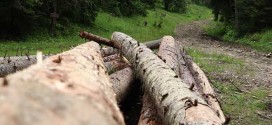 <h5><i>Din analiza DS Harghita privind paza pădurilor pe primele 9 luni ale anului:</i></h5>Scădere a volumului de lemn tăiat ilegal