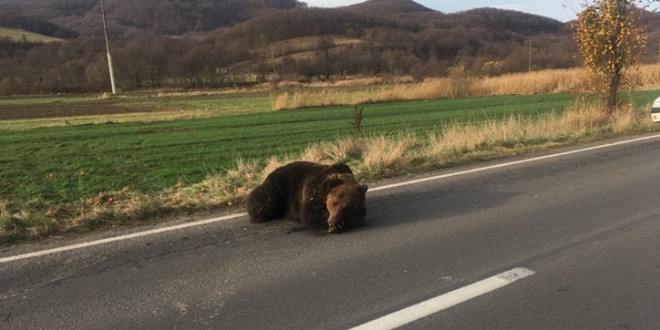 Ursoaică împușcată după ce a fost rănită grav de un autoturism, pe DE 578, între Sânmartin și Cozmeni (foto: arhivă)