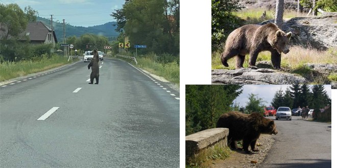 Peste 150 de apeluri pentru îndepărtarea urşilor înregistrate în Harghita de la începutul anului
