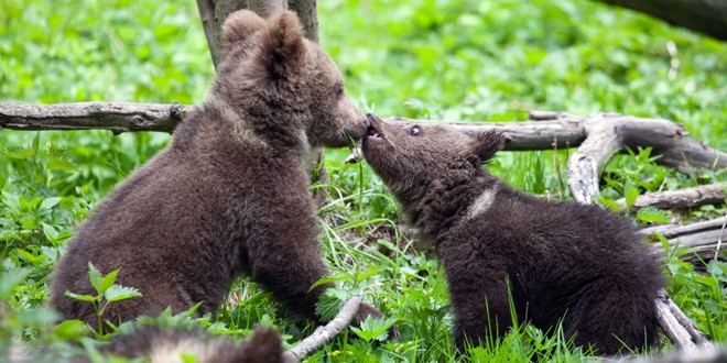 Se caută voluntari pentru construirea noului ţarc al Orfelinatului de urşi din inima Munţilor Hăşmaş