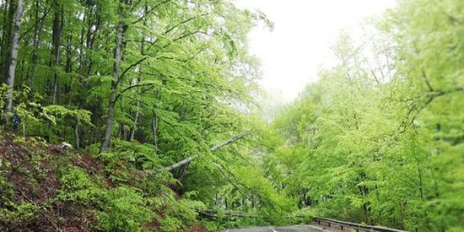 Zeci de arbori vulnerabili tăiați, pentru siguranța traficului rutier