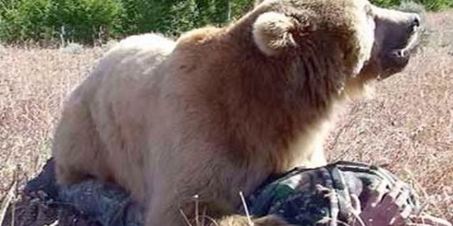 Încă un om atacat de urs în Harghita