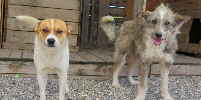 Apel al Fundaţiei Pro Animalia privind găsirea unor gazde temporare pentru puii de câine fără stăpâni