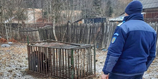 Intervenţie a autorităţilor pentru relocarea unui urs capturat în Izvoru Mureşului