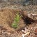 Direcţia Silvică (DS) Harghita şi-a propus să regenereze în campania de împăduriri din această primăvară o suprafaţă totală de peste 290 de hectare
