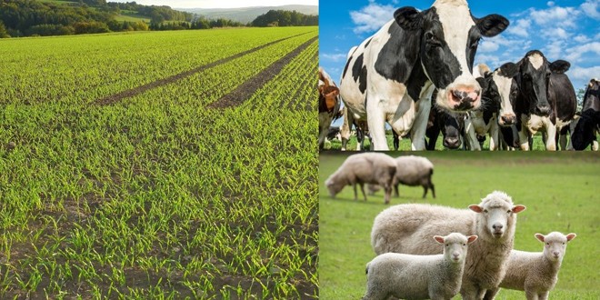 Aproximativ 25.000 de fermieri harghiteni au depus la APIA cereri pentru subvenţia anuală din partea UE