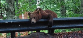 Câteva zeci de apeluri la 112 din cauza urşilor, de la începutul anului, în Harghita