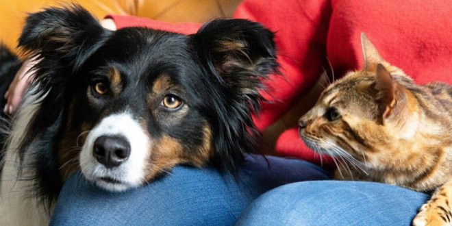 Alegerea unui animal de companie: câine sau pisică?