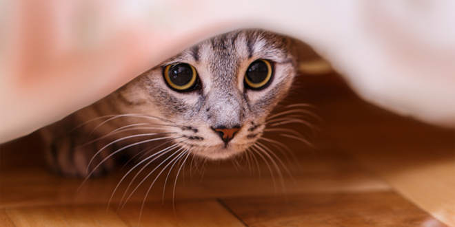 Despre pisici: cum să avem grijă de ele