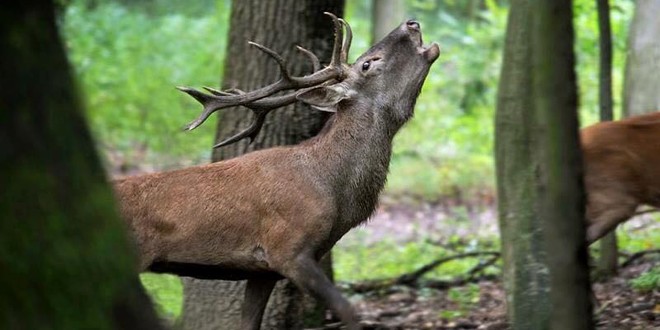 A început sezonul de vânătoare la cerbul carpatin: Pentru partidele organizate de Direcţia Silvică Harghita au depus cereri doar vânători străini