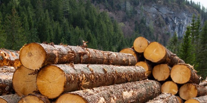 A crescut cantitatea de lemn de foc vândută de Direcţia Silvică Harghita către populaţie