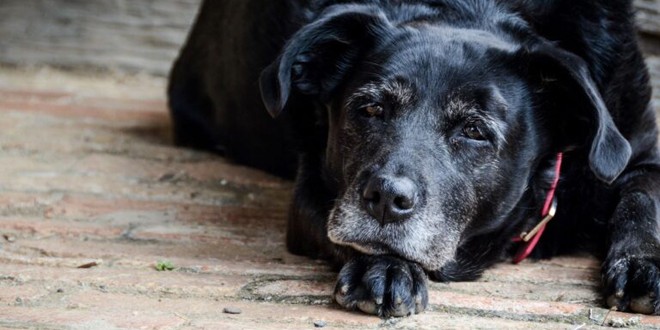 Problemele şi îngrijirea animalelor geriatrice – câini