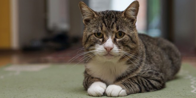 Problemele şi îngrijirea animalelor geriatrice – pisici