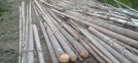 <h5><i>Din analiza pazei pădurilor pe 2022 a Direcţiei Silvice Harghita:</i></h5>Numărul infracţiunilor constatate şi volumul total al materialului lemnos tăiat ilegal, în uşoară scădere faţă de anul anterior