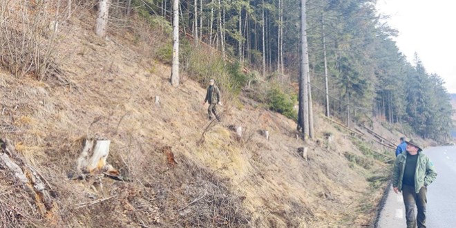 Aproximativ 300 de arbori periculoşi situaţi de-a lungul DN 15 între Borsec şi Capu Corbului vor fi tăiaţi