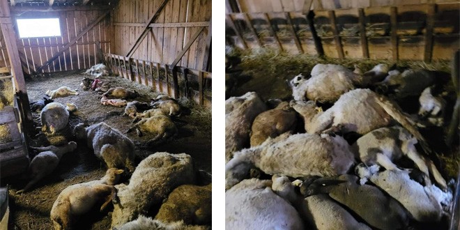 Peste 40 de ovine au fost omorâte de urs la o fermă din comuna Șimonești