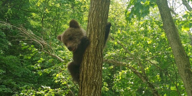 Pui de urs părăsit de mamă, salvat de salvamontişti în Cheile Vârghişului