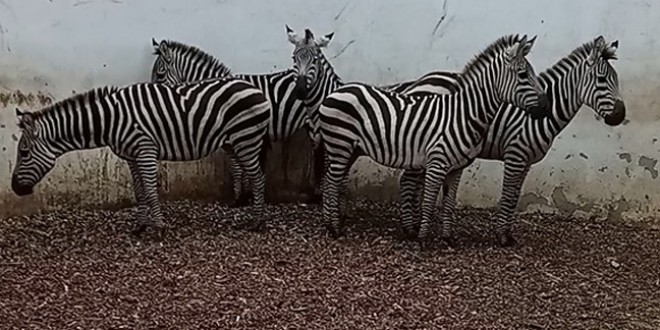 Animale noi la Grădina Zoologică din Târgu Mureş
