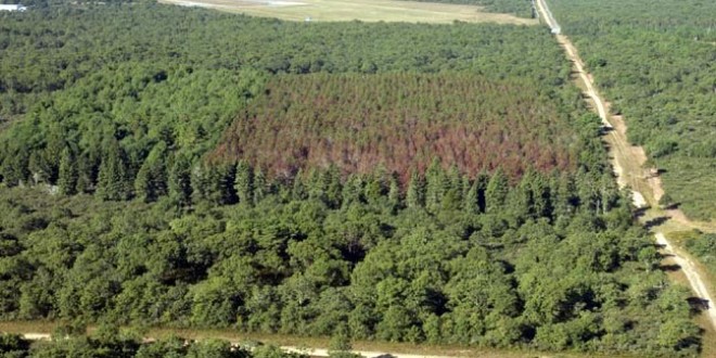 „Se pregăteşte o hoţie cu sute de mii de hectare de pădure”, se restituie inclusiv suprafeţele confiscate de la criminalii de război