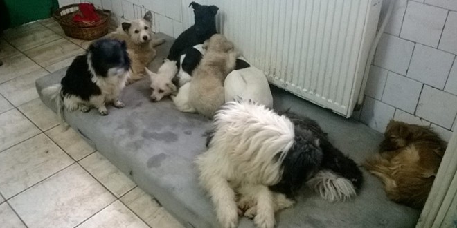 Miercurea-Ciuc: Campanie de sterilizare gratuită a câinilor