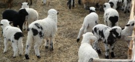Mielul de Paşte – între 35 şi 45 de lei kilogramul de carne anul acesta