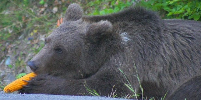 „Este nevoie de o revizuire a politicii privind protecţia urşilor!”