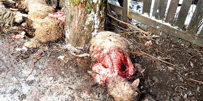 O ursoaică cu pui a omorât 11 oi din gospodăria unui localnic din Voşlăbeni