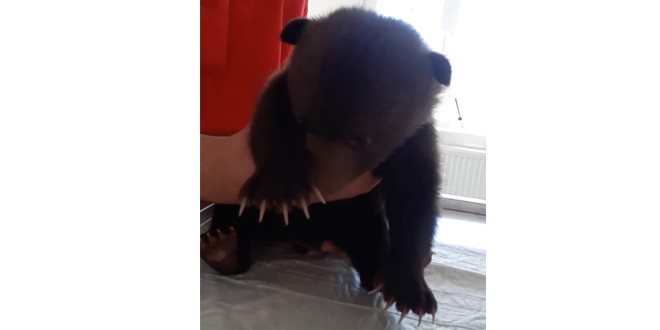 Un pui de urs găsit în judeţul Argeş, primul care ajunge în acest an la Orfelinatul de urşi din Bălan