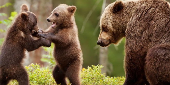 Instituţiile europene vor monitoriza România în problema urşilor