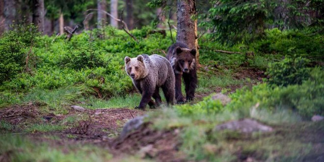 Trei urşi bruni din Harghita vor fi recoltaţi, în baza ordinelor emise de Ministerul Mediului, Apelor şi Pădurilor