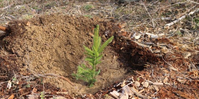 <h5><i>Luna plantării arborilor:</i></h5>Un număr de 760.000 de puieţi vor fi plantaţi în această primăvară pe suprafeţele forestiere administrate de Direcţia Silvică Harghita