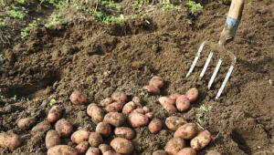 harghita-mana-pune-in-pericol-produc-ia-de-cartofi-13304